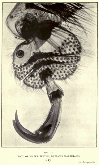 Illustration for article titled 110 Years Ago, These Microscopic Photos Horrified Londoners